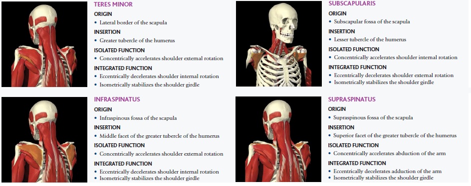 Rotator cuff muscles: origin, insertion, and function