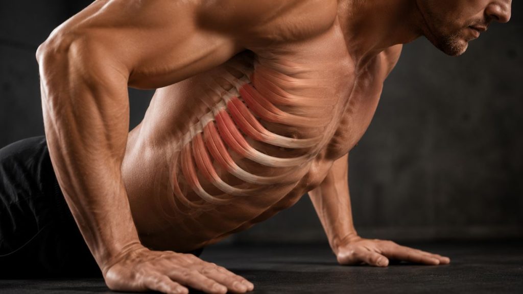 Serratus Anterior Anatomy: Function, Exercises & Winging Guide