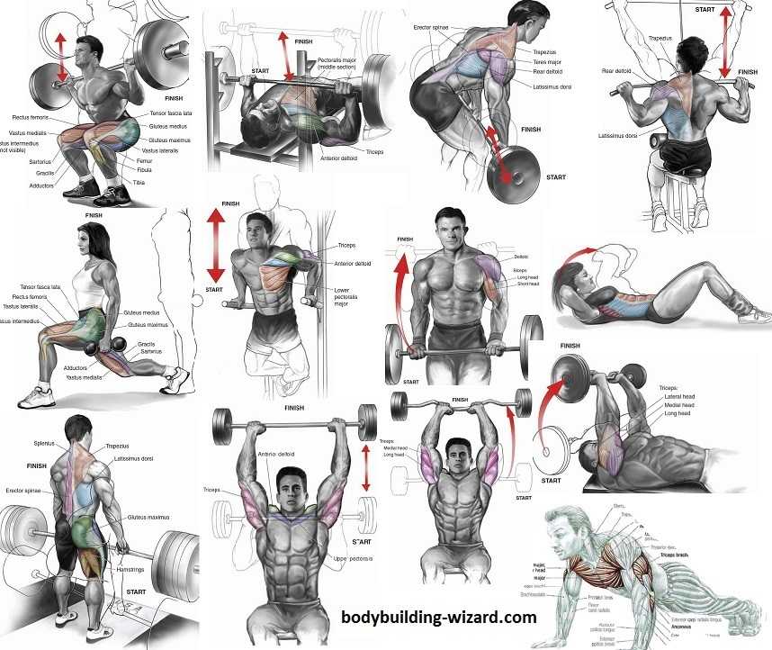 Some of the best exercises to include in your muscle building routine