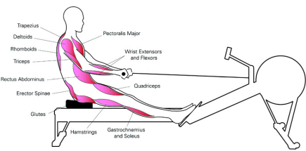 Rowing Machine Muscles: What Muscles Do Rowers Work?