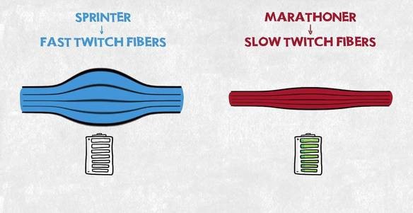 HIIT Developing fast-twitch muscle • Bodybuilding Wizard