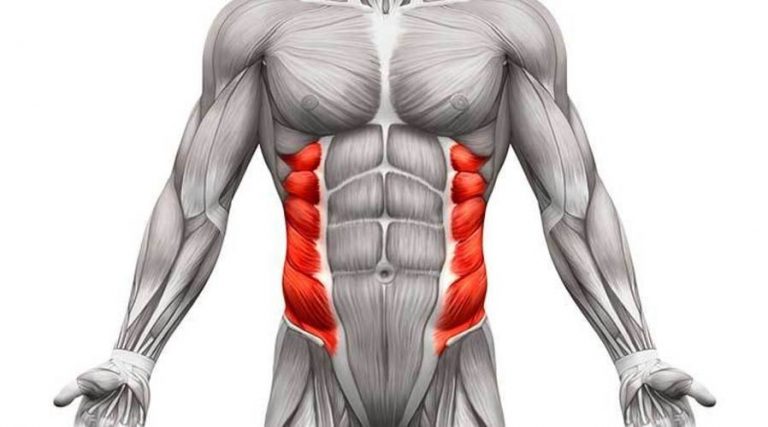 Abdominal Oblique Muscles: Functional Anatomy Guide • Bodybuilding Wizard