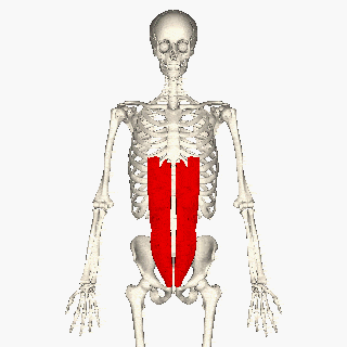 Rectus abdominis anatomy animation showing the location of the six-pack muscle on the anterior abdominal wall