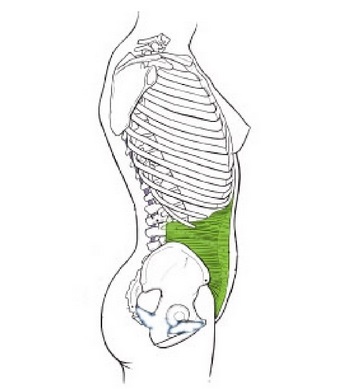 Transversus Abdominis Muscle: Anatomy & Exercises • Bodybuilding Wizard