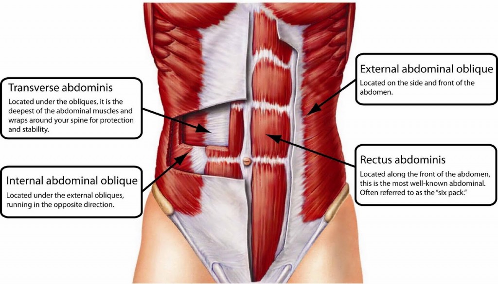Anatomy of the transversus abdomis muscle