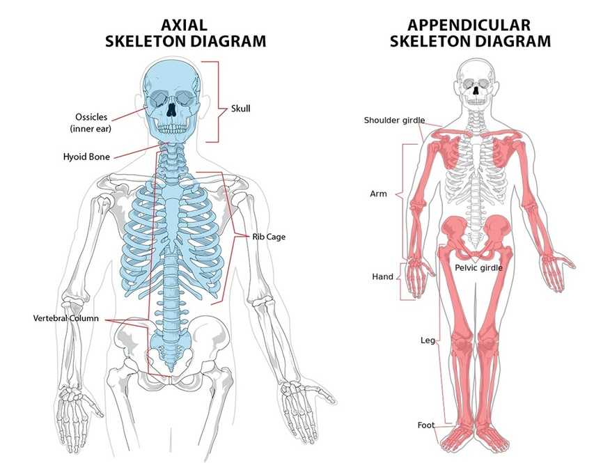 the-skeletal-system-human-anatomy-basics-bodybuilding-wizard