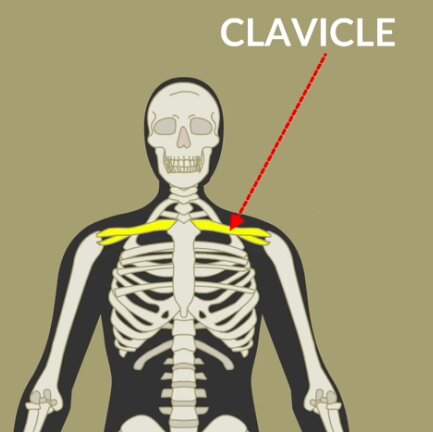 Clavicle or collarbone