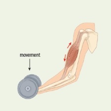 eccentric muscle action (eccentric contraction)