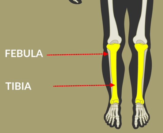Fibula and tibia - lower leg bones