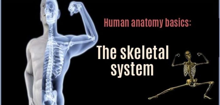 The Skeletal System Human Anatomy Basics Bodybuilding Wizard The Skeletal System Human Anatomy Basics Bodybuilding Wizard