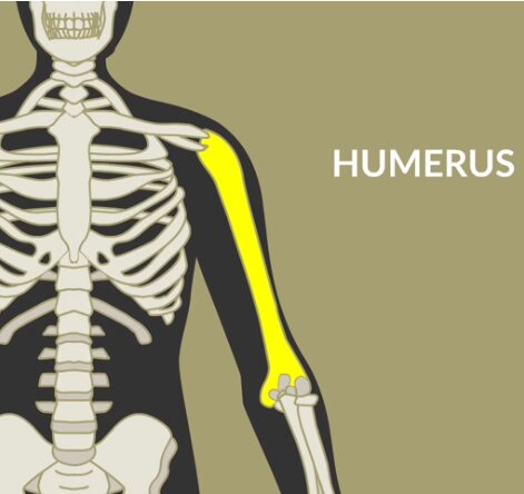 Humerus - upper arm bone