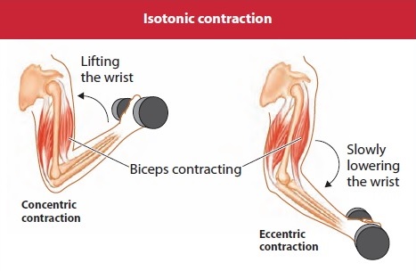 Isotonic contraction