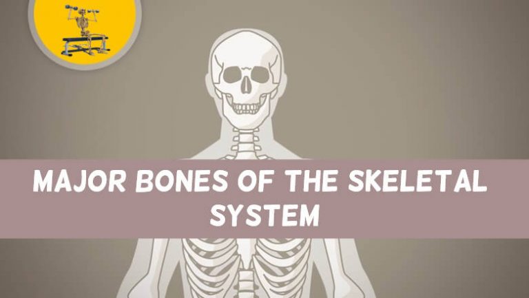 Human Anatomy Basics: Major Bones of the Skeletal System • Bodybuilding ...