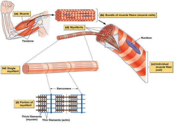 skeletal muscle structure • Bodybuilding Wizard