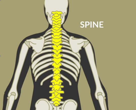 Backbone or spine or vertebral column