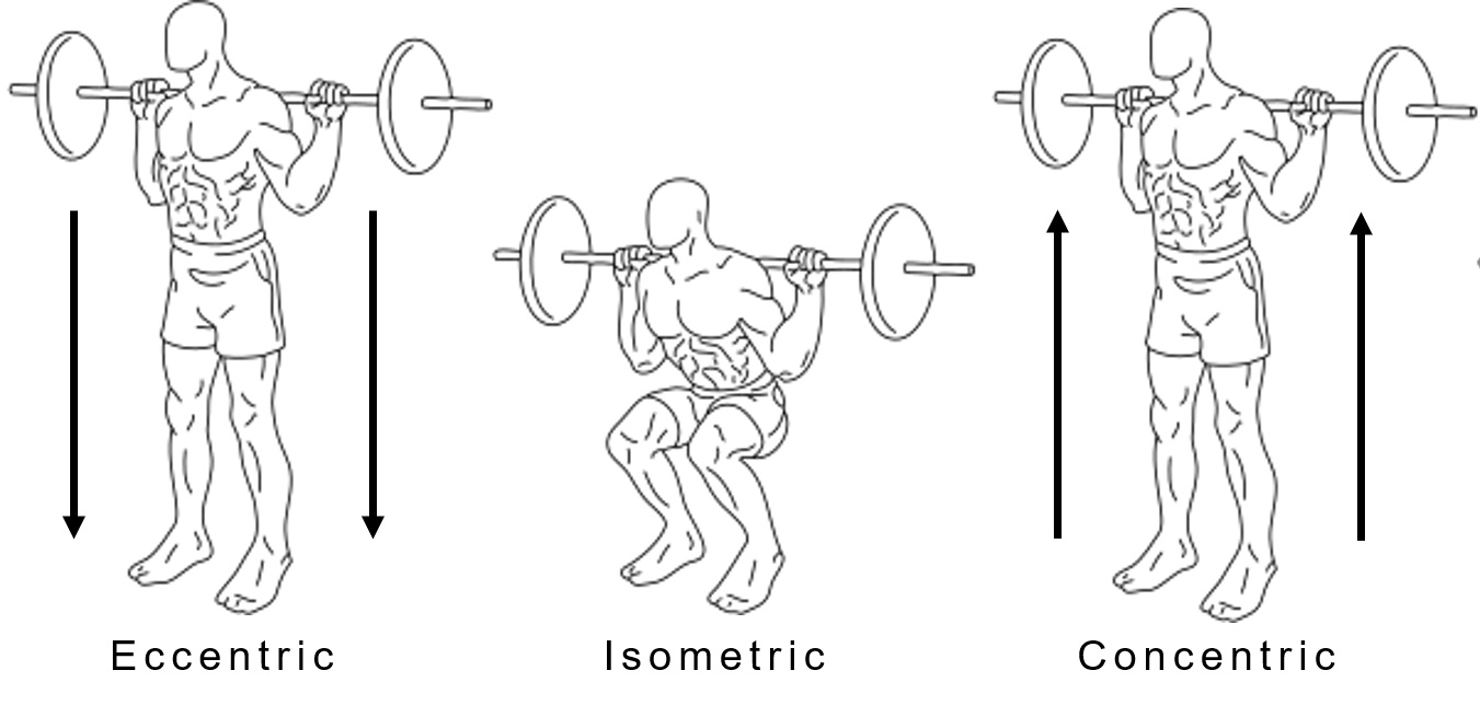 Example of muscle actions: squat exercise