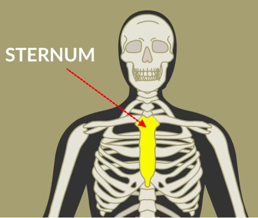 Breastbone or sternum