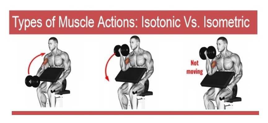 Types of Muscle Actions Isotonic Vs . Isometric 