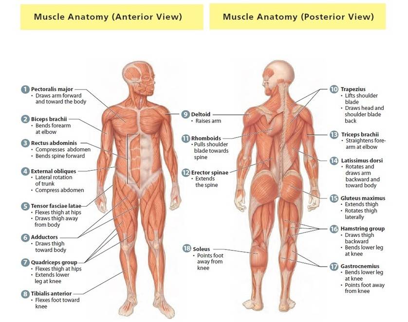 Meet Your Muscles: Muscular System Anatomy • Bodybuilding ...