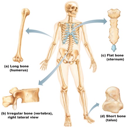 flat bones of the body