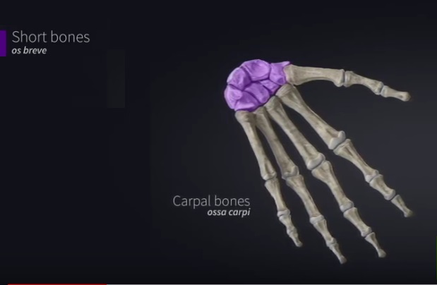 short bones carpal bones