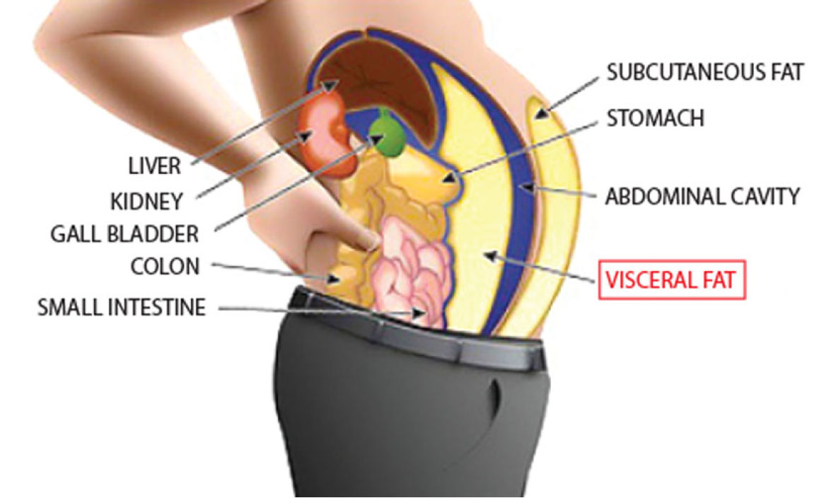 Muffin Tops and Beer Bellies – What is Visceral Adipose Tissue