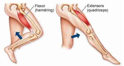 flexor extensor musculature of the