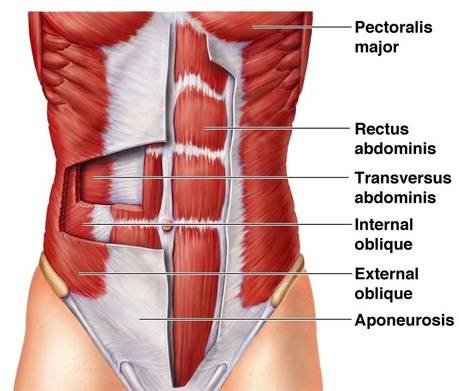 Muscles named for fiber direction