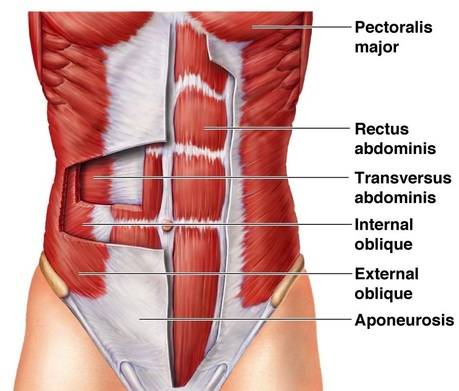 Meet Your Muscles: How muscles are named? • Bodybuilding ...