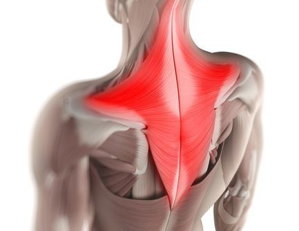 Trapezius muscle - named for its trapezoidal shape