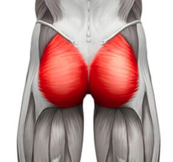 gluteus مكسيموس