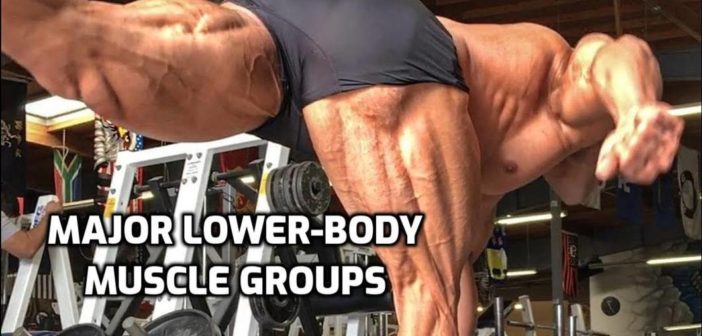 Lower-Body Anatomy for Weightlifters: Leg and Hip Muscles • Bodybuilding Wizard