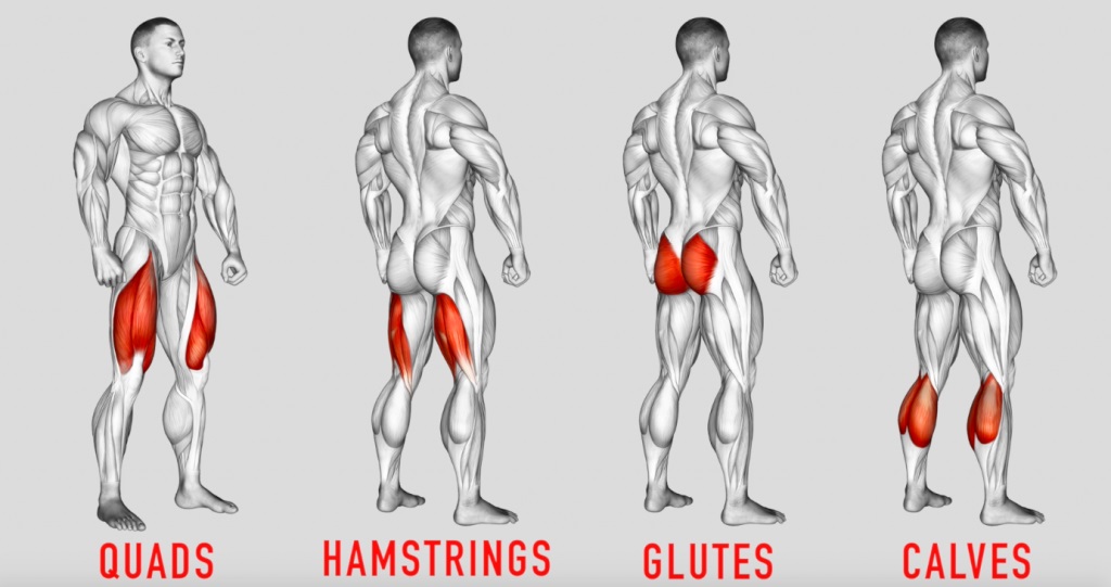 Lower-Body Anatomy for Weightlifters: Leg and Hip Muscles • Bodybuilding Wizard