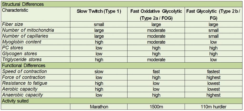 types-of-muscle-fibers-slow-twitch-vs-fast-twitch-bodybuilding-wizard