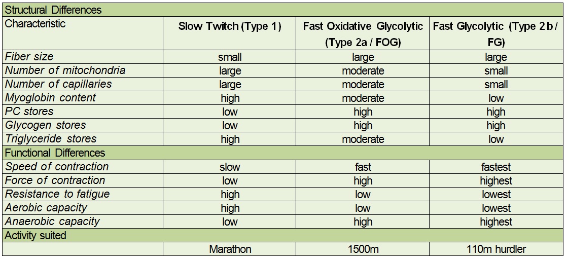 Fast And Slow Twitch Muscle Fibers Chart