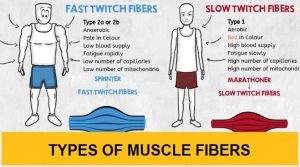 Types of muscle fibers: Slow-twitch Vs. Fast-twitch • Bodybuilding Wizard