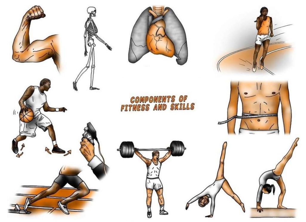 Examples Of The 5 Health Related Fitness Components