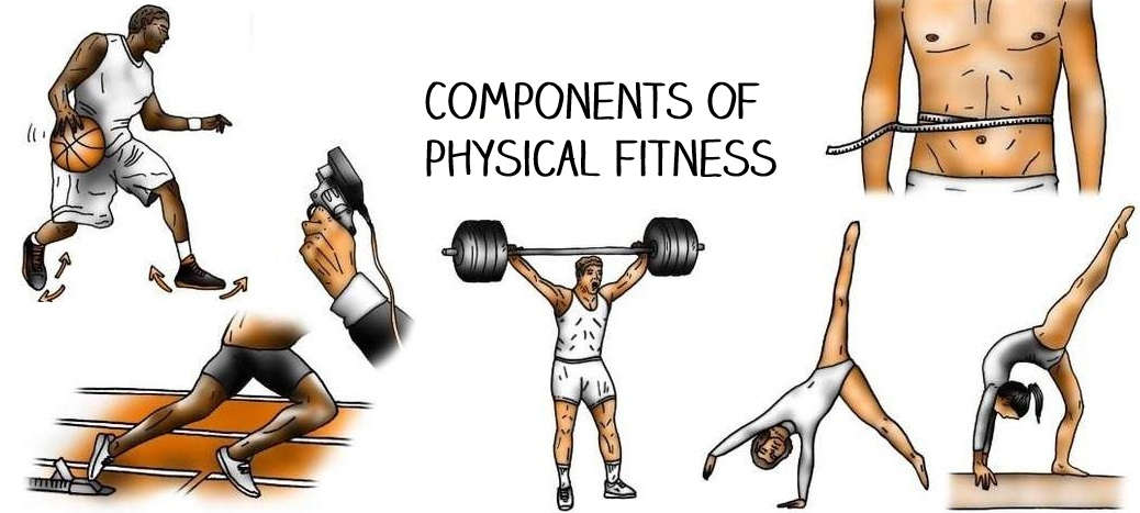 The 5 Components Of Physical Fitness Bodybuilding Wizard