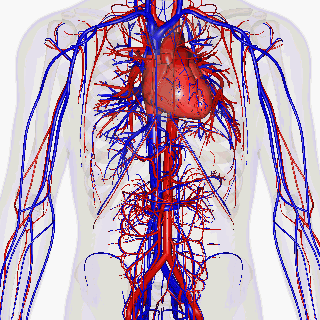 human blood vessels