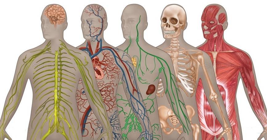 10 Major Organ Systems in the Human Body • Bodybuilding Wizard