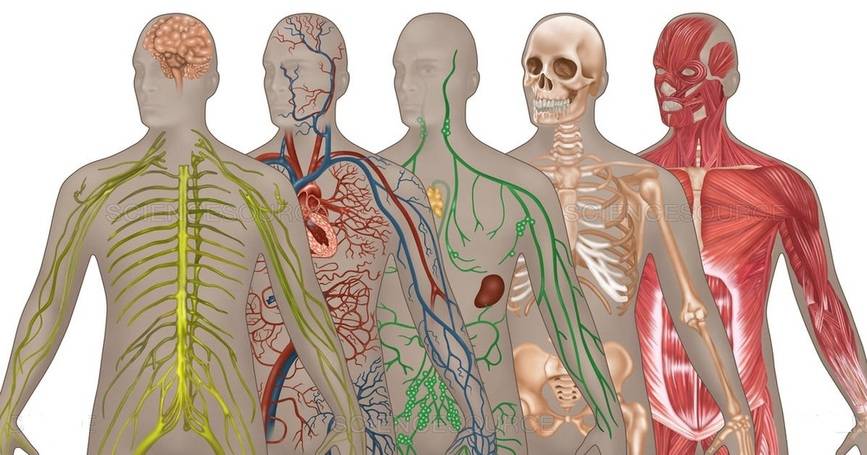 10 Major Organ Systems In The Human Body Bodybuilding Wizard   Major Organ Systems Human Body Chart 