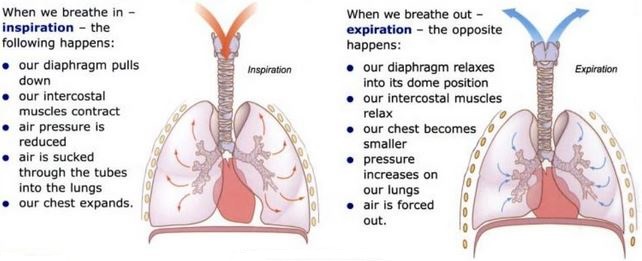 Mechanism of breathing: inspiration & expiration