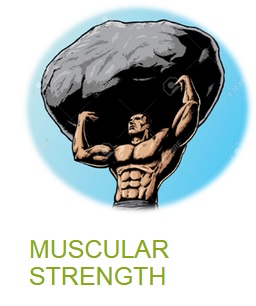 Muscular strength