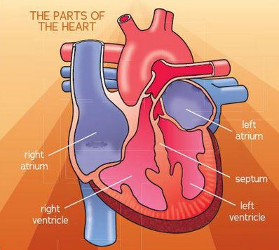 Parts of the hearth: atriums and ventricles