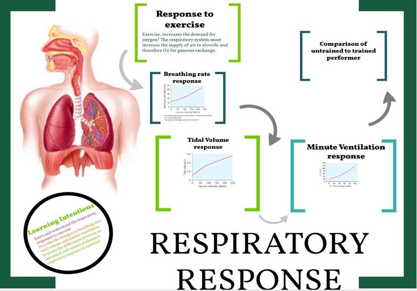 effects-of-training-on-the-respiratory-system-bodybuilding-wizard