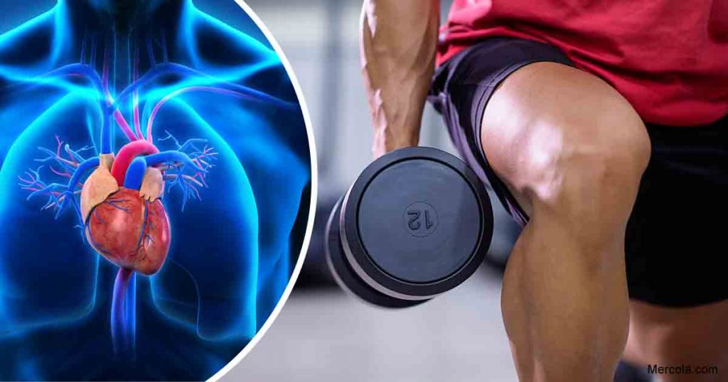 Heart benefits from weightlifting • Bodybuilding Wizard