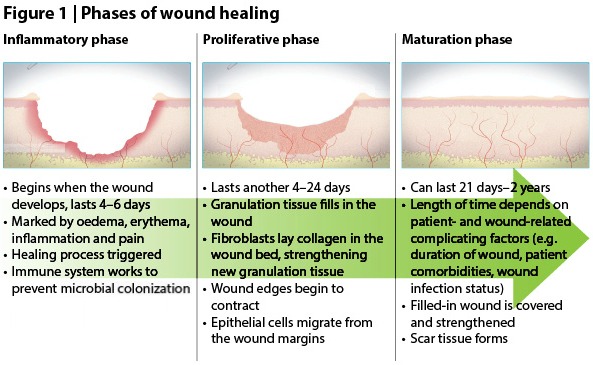 Stages Of Wound Repair