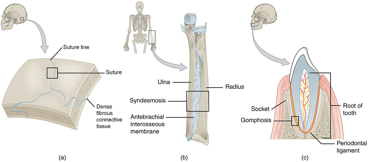 Fibrous joints: skull, radius and ulna, tooth and jaw
