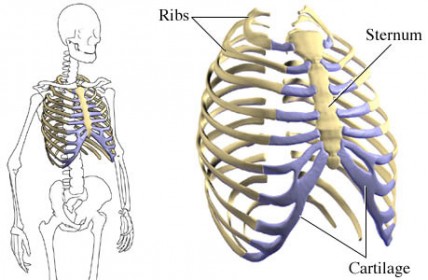 movable joints