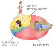 components of energy expenditure